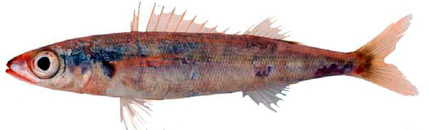 Centracanthus cirrus_010